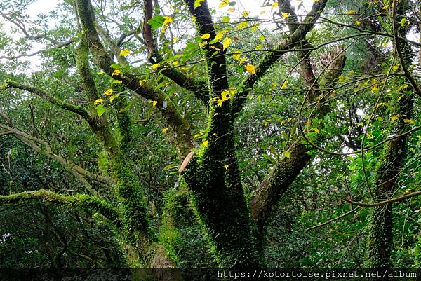 [台灣/台北] 2023.11 陽明山大縱走東段: 風櫃嘴至