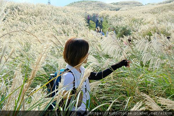 [台灣/台北] 2023.11 陽明山大縱走東段: 風櫃嘴至