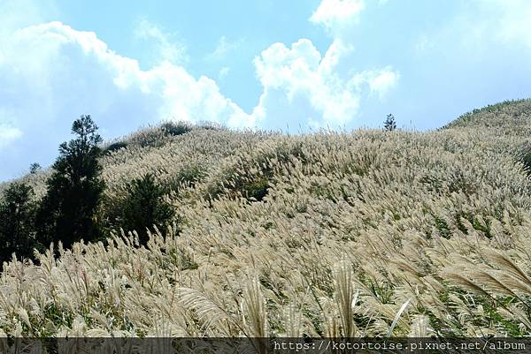 [台灣/台北] 2023.11 陽明山大縱走東段: 風櫃嘴至