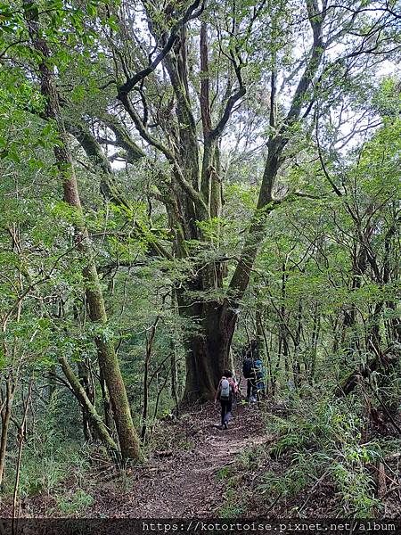 [台灣/南投] 2023.11 雲海日出黃金大草原: 奇萊南