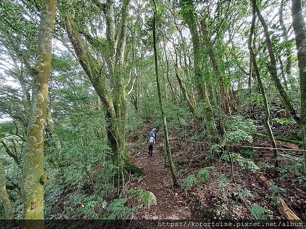 [台灣/南投] 2023.11 雲海日出黃金大草原: 奇萊南