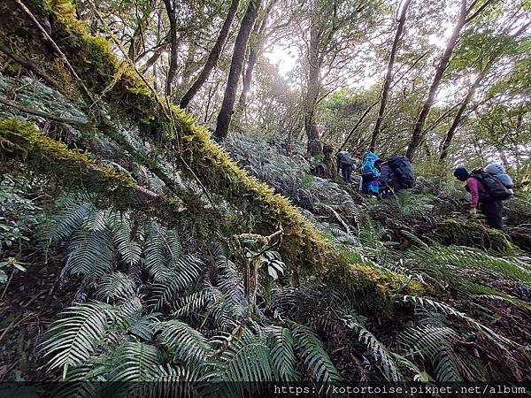 [台灣/南投] 2023.11 雲海日出黃金大草原: 奇萊南