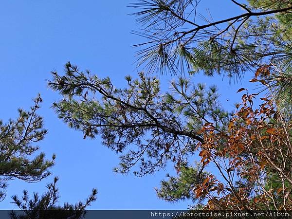 [台灣/南投] 2023.11 雲海日出黃金大草原: 奇萊南