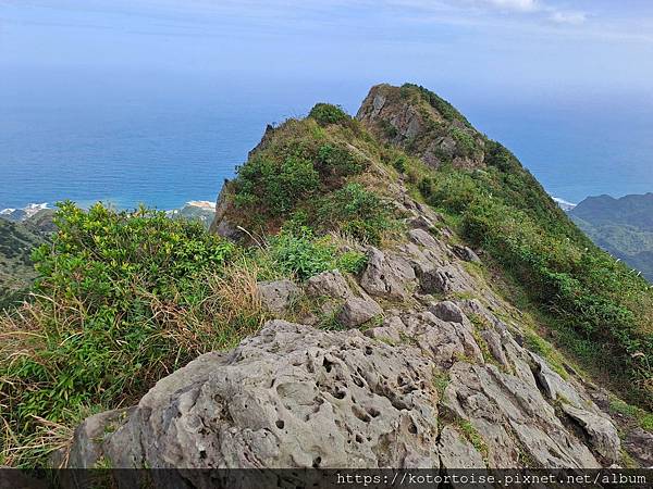 [台灣/新北] 2023.11 半屏山的台灣雪: 芒草花季