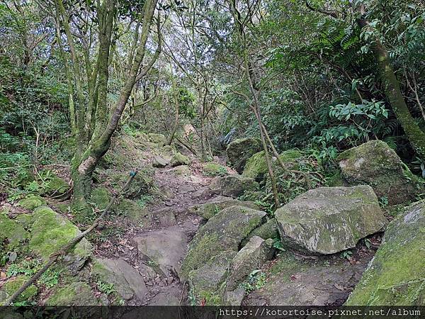 [台灣/新北] 2023.11 半屏山的台灣雪: 芒草花季