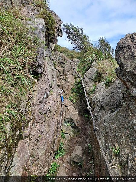 [台灣/新北] 2023.11 半屏山的台灣雪: 芒草花季