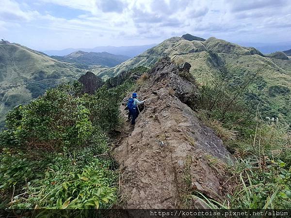 [台灣/新北] 2023.11 半屏山的台灣雪: 芒草花季