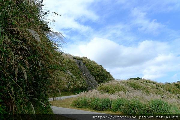 [台灣/新北] 2023.11 半屏山的台灣雪: 芒草花季