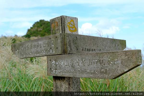 [台灣/新北] 2023.11 半屏山的台灣雪: 芒草花季