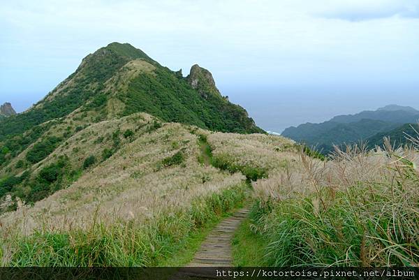 [台灣/新北] 2023.11 半屏山的台灣雪: 芒草花季
