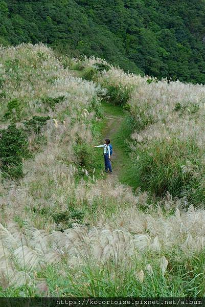 [台灣/新北] 2023.11 半屏山的台灣雪: 芒草花季