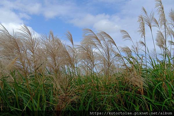 [台灣/新北] 2023.11 半屏山的台灣雪: 芒草花季