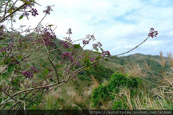[台灣/新北] 2023.11 半屏山的台灣雪: 芒草花季