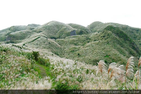[台灣/新北] 2023.11 半屏山的台灣雪: 芒草花季