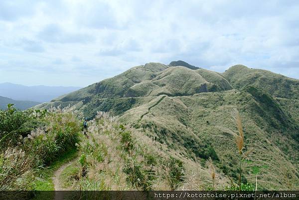 [台灣/新北] 2023.11 半屏山的台灣雪: 芒草花季