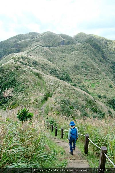 [台灣/新北] 2023.11 半屏山的台灣雪: 芒草花季