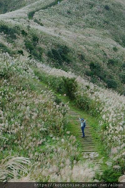 [台灣/新北] 2023.11 半屏山的台灣雪: 芒草花季