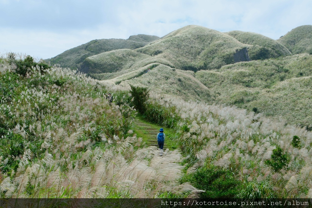 [台灣/新北] 2023.11 半屏山的台灣雪: 芒草花季