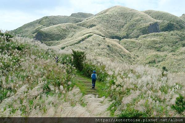 [台灣/新北] 2023.11 半屏山的台灣雪: 芒草花季