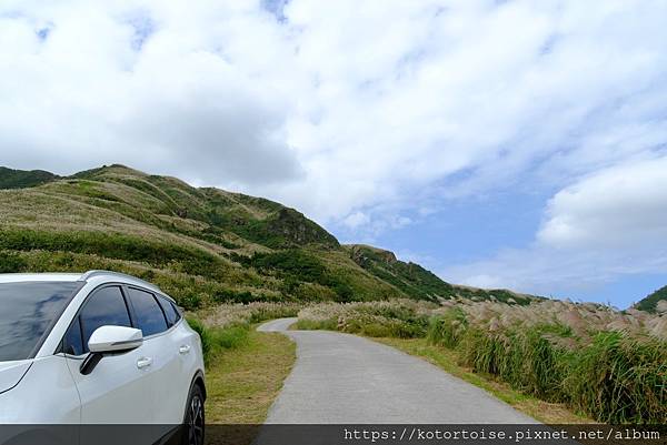 [台灣/新北] 2023.11 半屏山的台灣雪: 芒草花季