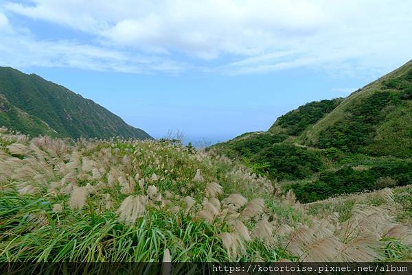 [台灣/新北] 2023.11 半屏山的台灣雪: 芒草花季
