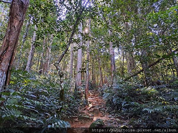 [台灣/新竹] 2023.11 內鳥嘴山巧遇黃金山毛櫸