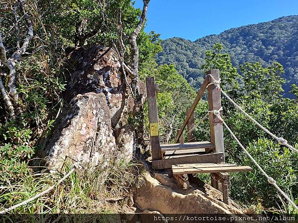 [台灣/新竹] 2023.11 內鳥嘴山巧遇黃金山毛櫸