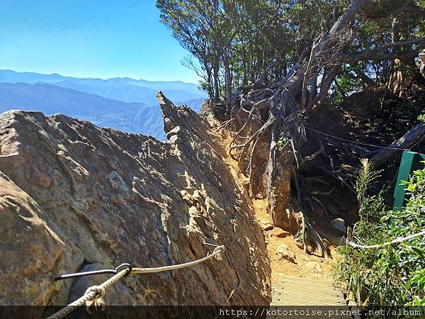 [台灣/新竹] 2023.11 內鳥嘴山巧遇黃金山毛櫸