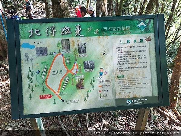 [台灣/新竹] 2023.11 內鳥嘴山巧遇黃金山毛櫸