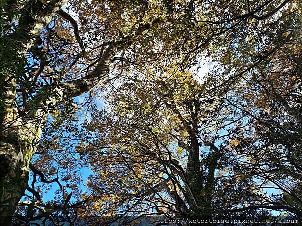 [台灣/新竹] 2023.11 內鳥嘴山巧遇黃金山毛櫸