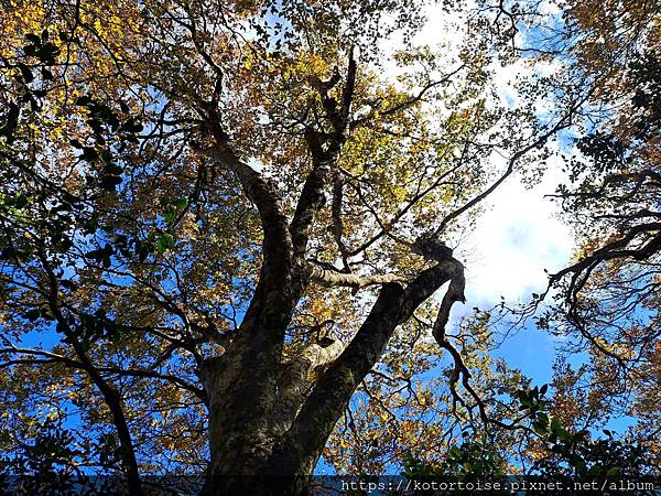 [台灣/新竹] 2023.11 內鳥嘴山巧遇黃金山毛櫸