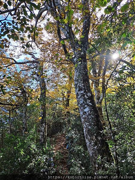 [台灣/新竹] 2023.11 內鳥嘴山巧遇黃金山毛櫸