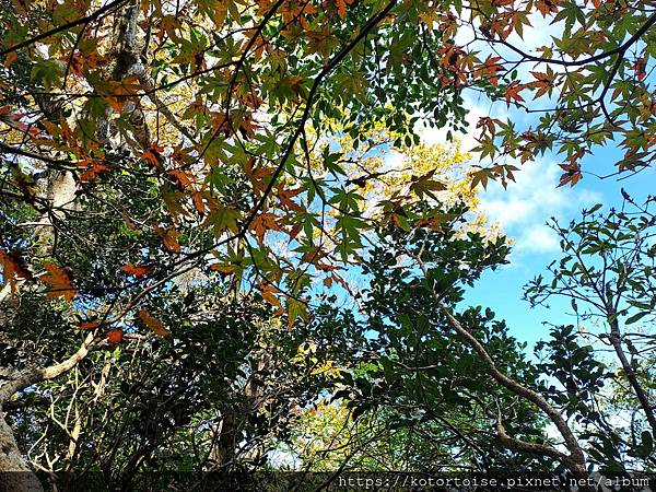 [台灣/新竹] 2023.11 內鳥嘴山巧遇黃金山毛櫸