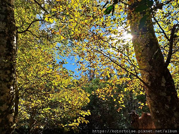 [台灣/新竹] 2023.11 內鳥嘴山巧遇黃金山毛櫸