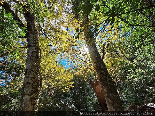 [台灣/新竹] 2023.11 內鳥嘴山巧遇黃金山毛櫸