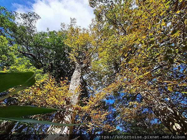 [台灣/新竹] 2023.11 內鳥嘴山巧遇黃金山毛櫸