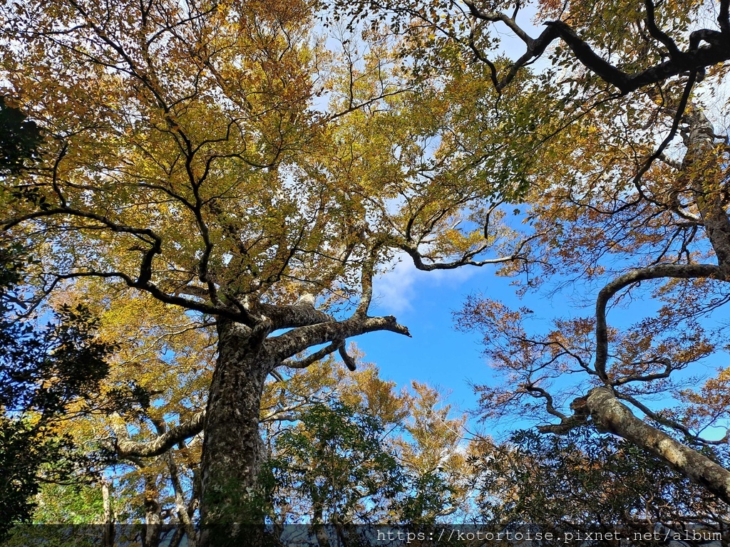[台灣/新竹] 2023.11 內鳥嘴山巧遇黃金山毛櫸