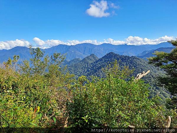 [台灣/新竹] 2023.11 內鳥嘴山巧遇黃金山毛櫸