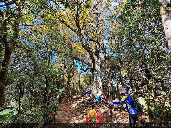 [台灣/新竹] 2023.11 內鳥嘴山巧遇黃金山毛櫸