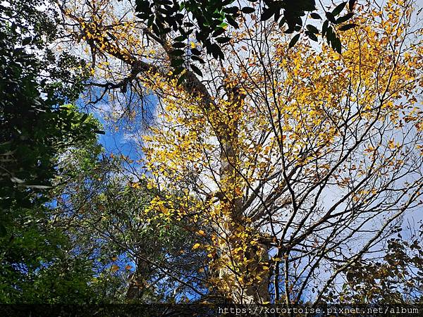 [台灣/新竹] 2023.11 內鳥嘴山巧遇黃金山毛櫸