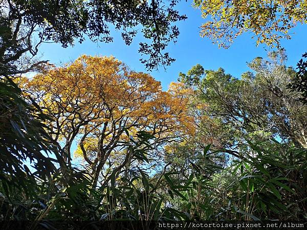 [台灣/新竹] 2023.11 內鳥嘴山巧遇黃金山毛櫸
