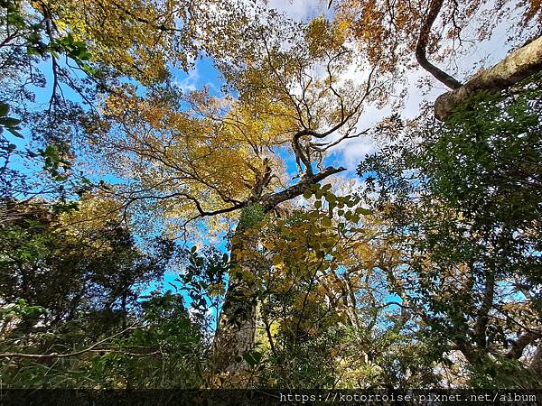 [台灣/新竹] 2023.11 內鳥嘴山巧遇黃金山毛櫸