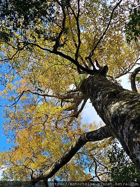 [台灣/新竹] 2023.11 內鳥嘴山巧遇黃金山毛櫸