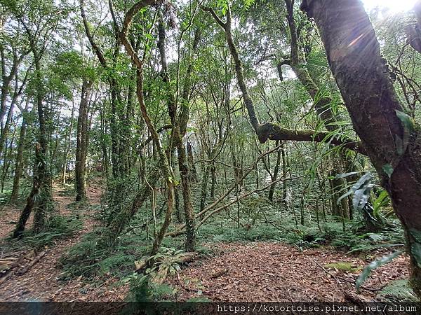 [台灣/新竹] 2023.11 內鳥嘴山巧遇黃金山毛櫸