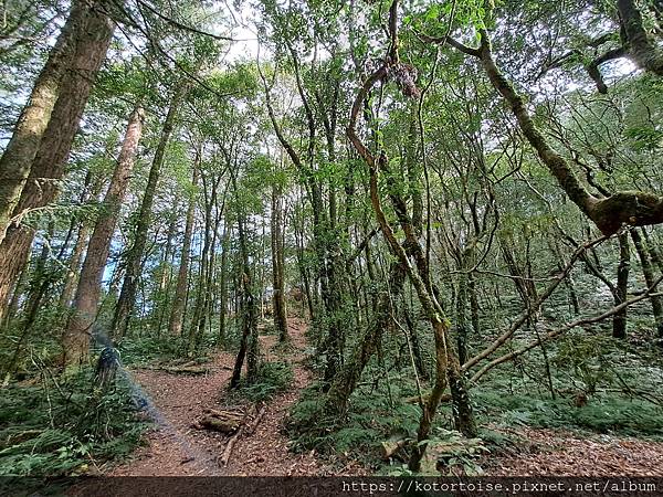 [台灣/新竹] 2023.11 內鳥嘴山巧遇黃金山毛櫸