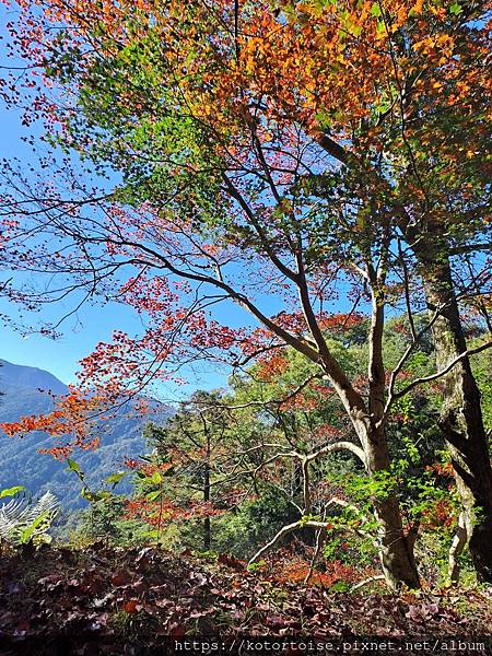 [台灣/新竹 苗栗] 2023.12 世紀奇峰 - 大霸尖山