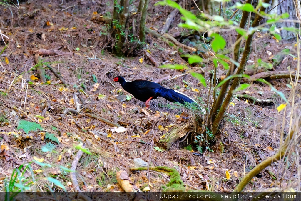 [台灣/新竹 苗栗] 2023.12 世紀奇峰 - 大霸尖山