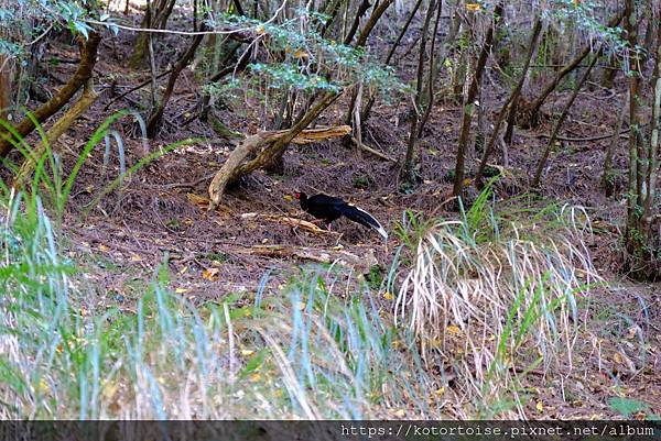 [台灣/新竹 苗栗] 2023.12 世紀奇峰 - 大霸尖山