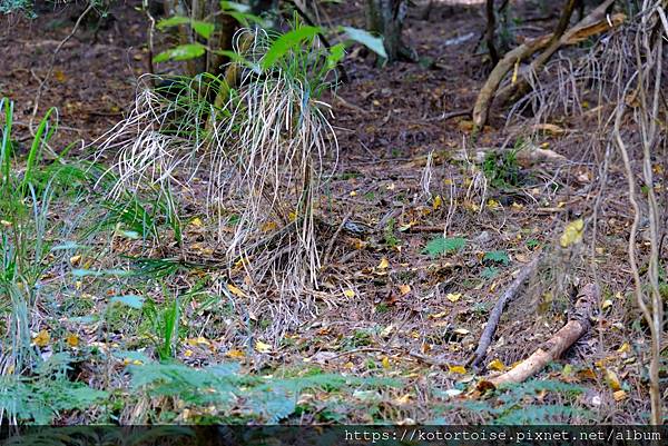 [台灣/新竹 苗栗] 2023.12 世紀奇峰 - 大霸尖山