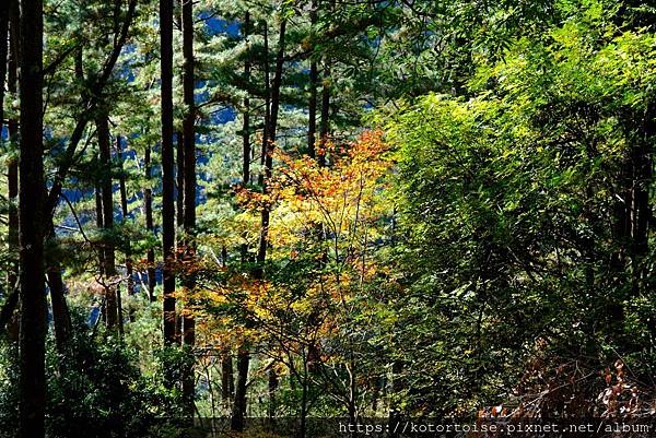 [台灣/新竹 苗栗] 2023.12 世紀奇峰 - 大霸尖山